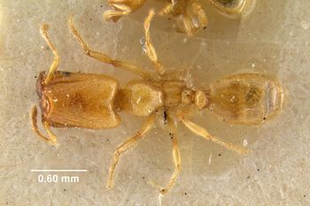 Media type: image;   Entomology 9201 Aspect: habitus dorsal view